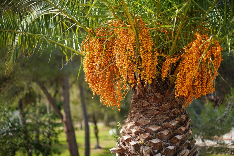 Jelly Palm