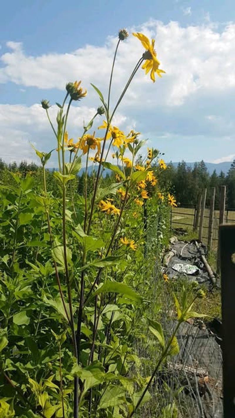 Jerusalem Artichoke