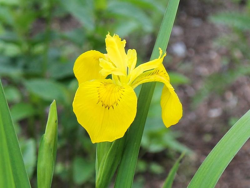 Yellow Flag Iris