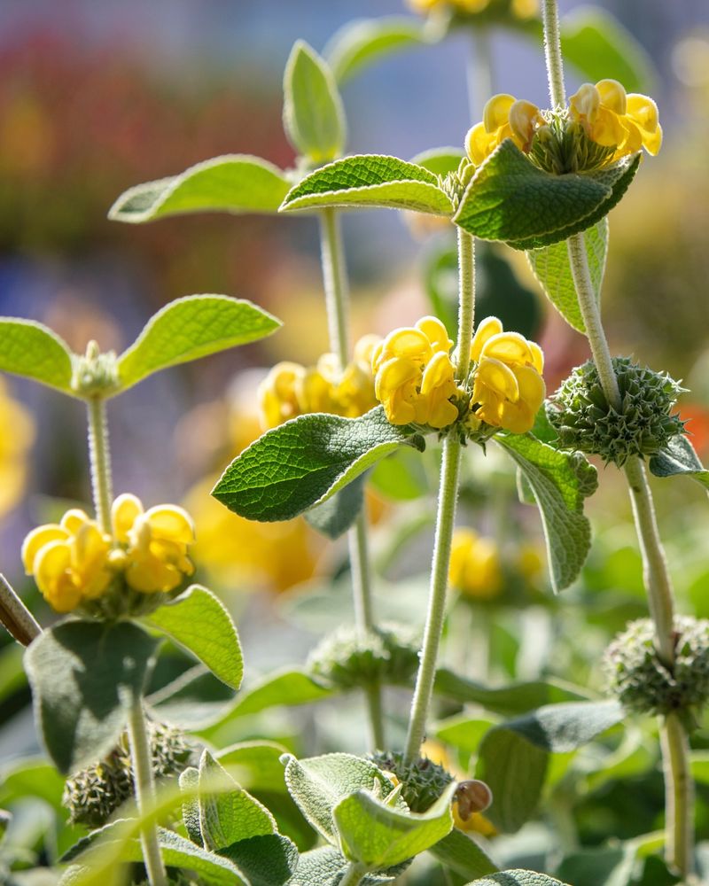 Jerusalem Sage