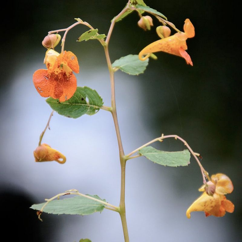 Jewelweed