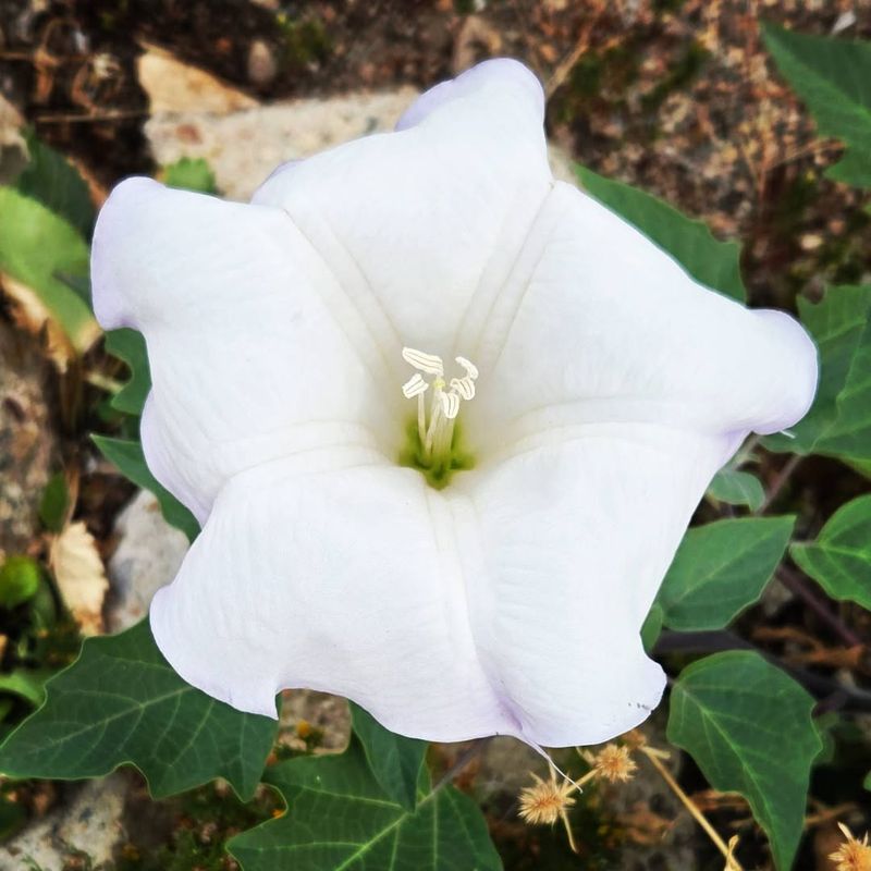 Jimson Weed (Datura)