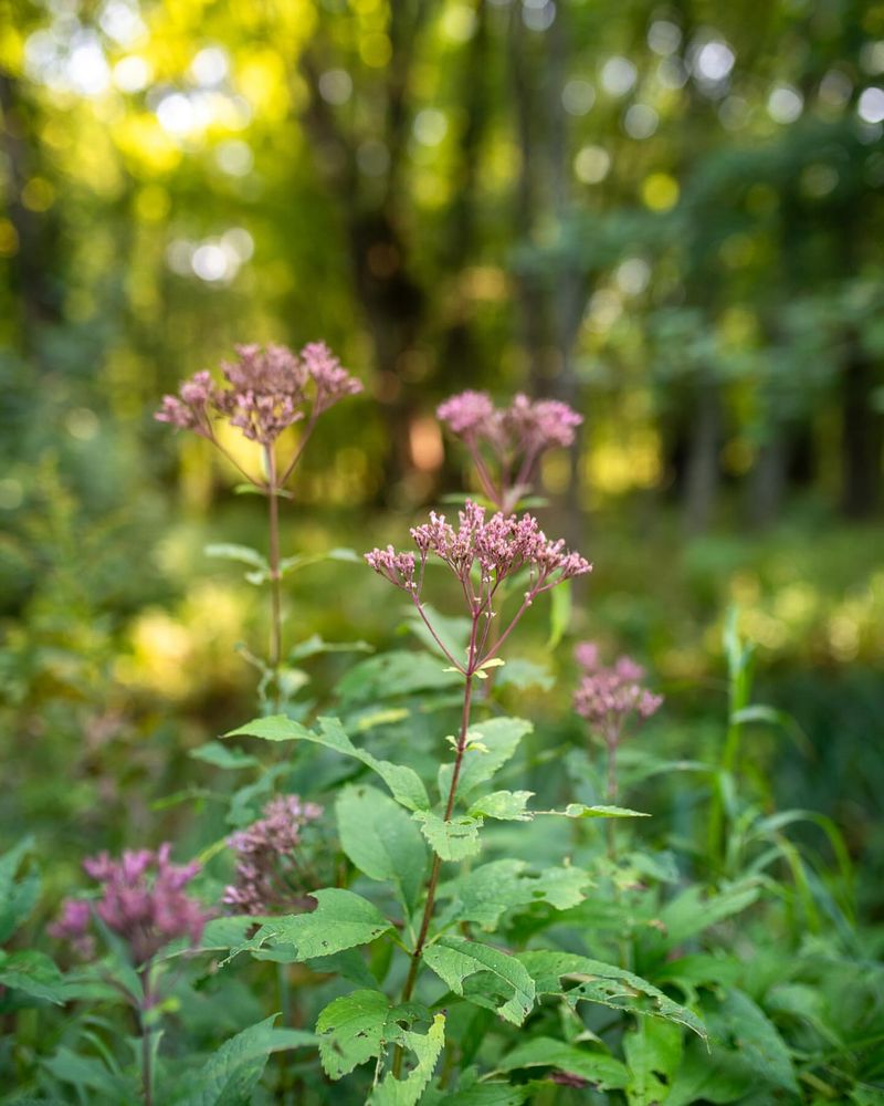 Joe Pye Weed