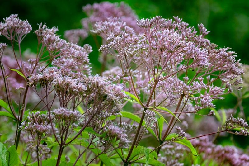 Joe Pye Weed