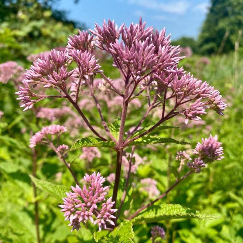 Joe-Pye Weed