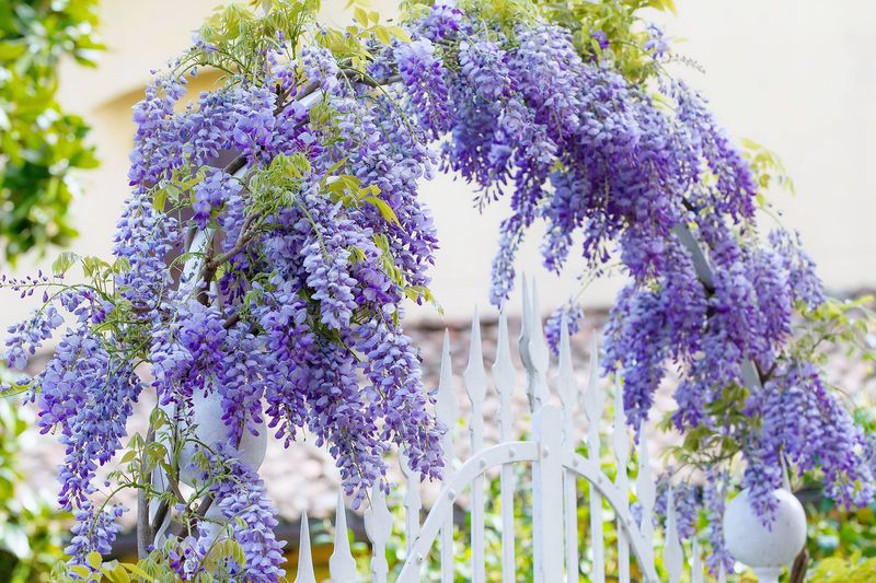 Native Wisteria