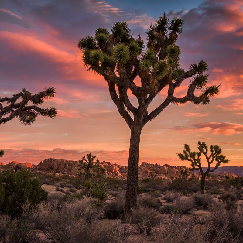 Joshua Tree