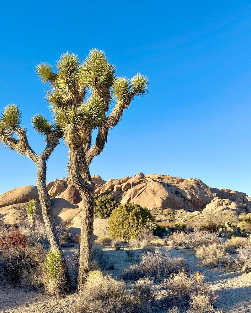 Joshua Tree