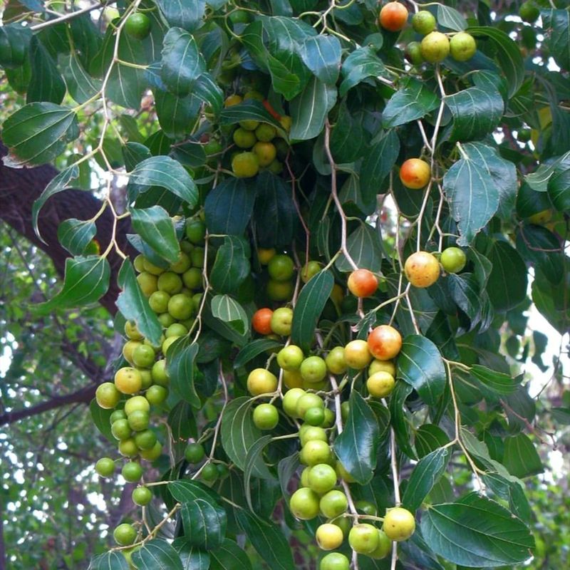 Jujube Tree