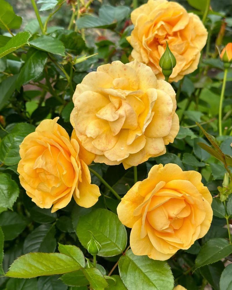 Julia Child Rose