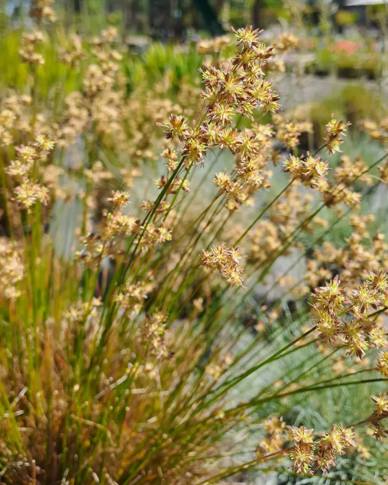 Juncus