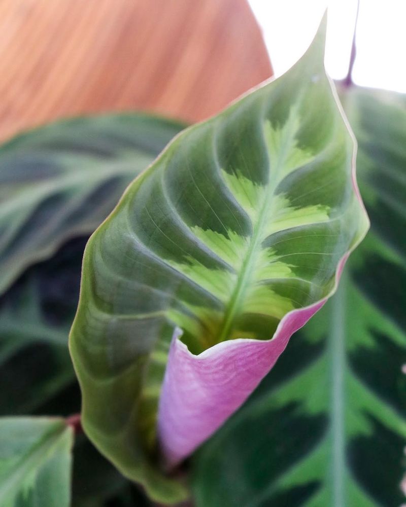 Jungle Velvet Calathea