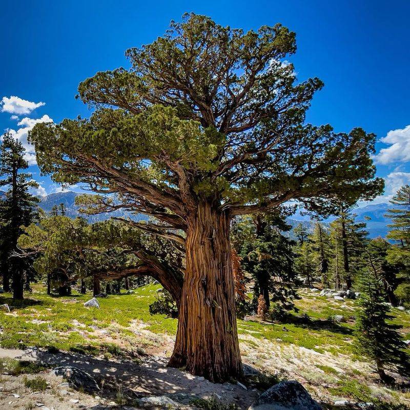 Juniper Tree