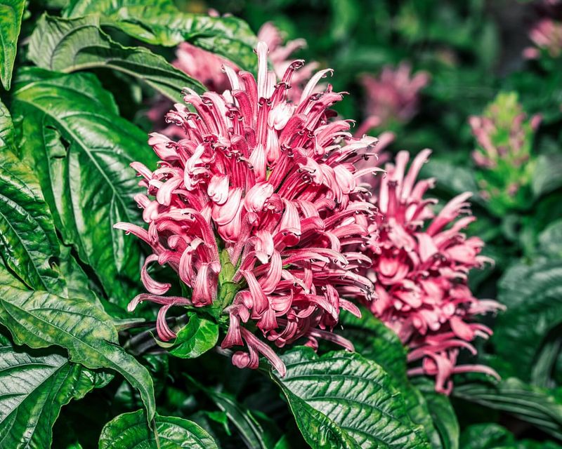 Justicia Carnea