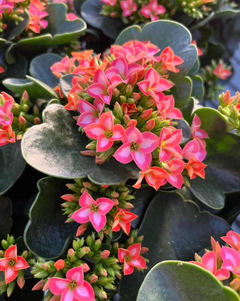 Kalanchoe