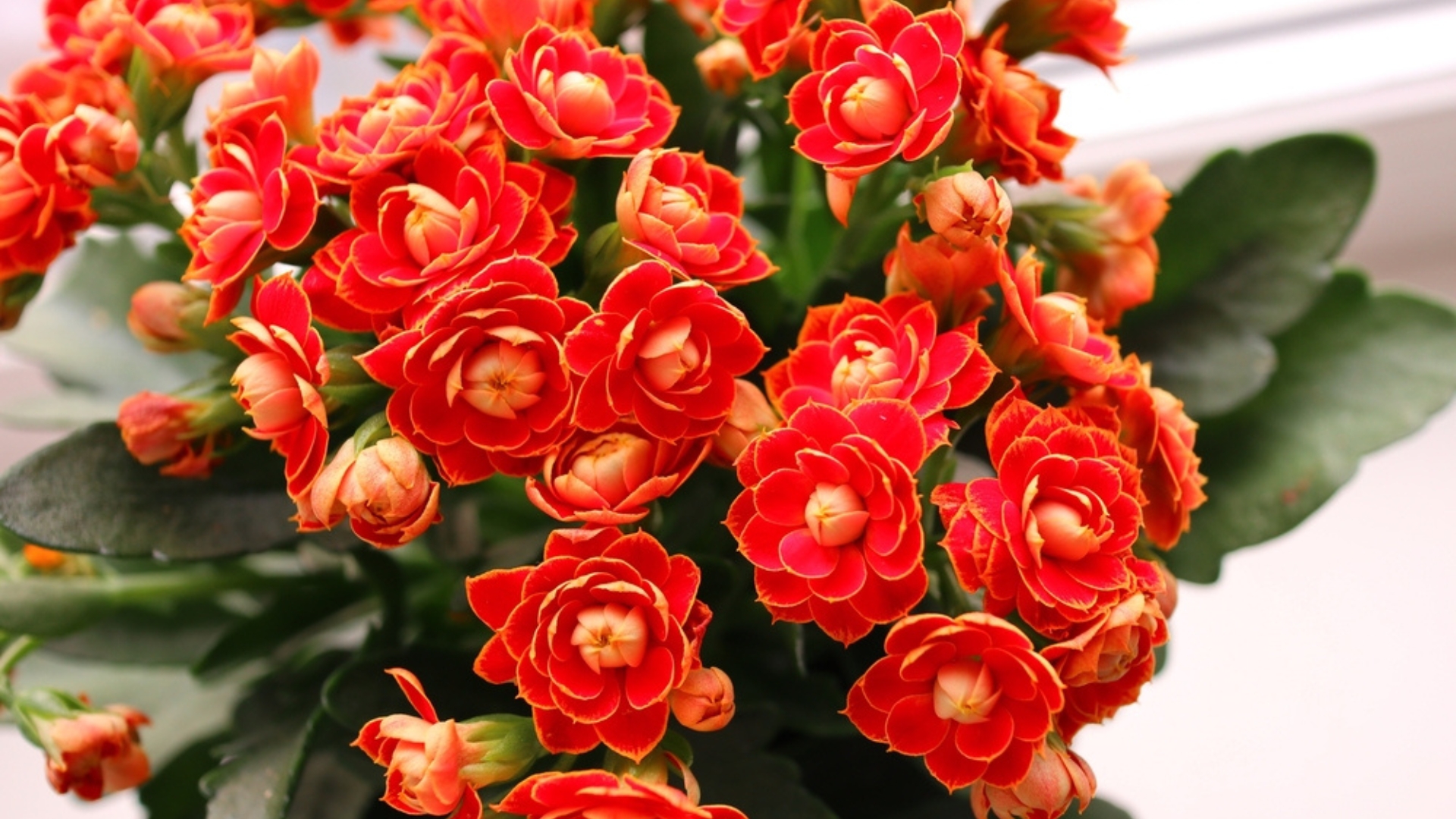 kalanchoe blooms