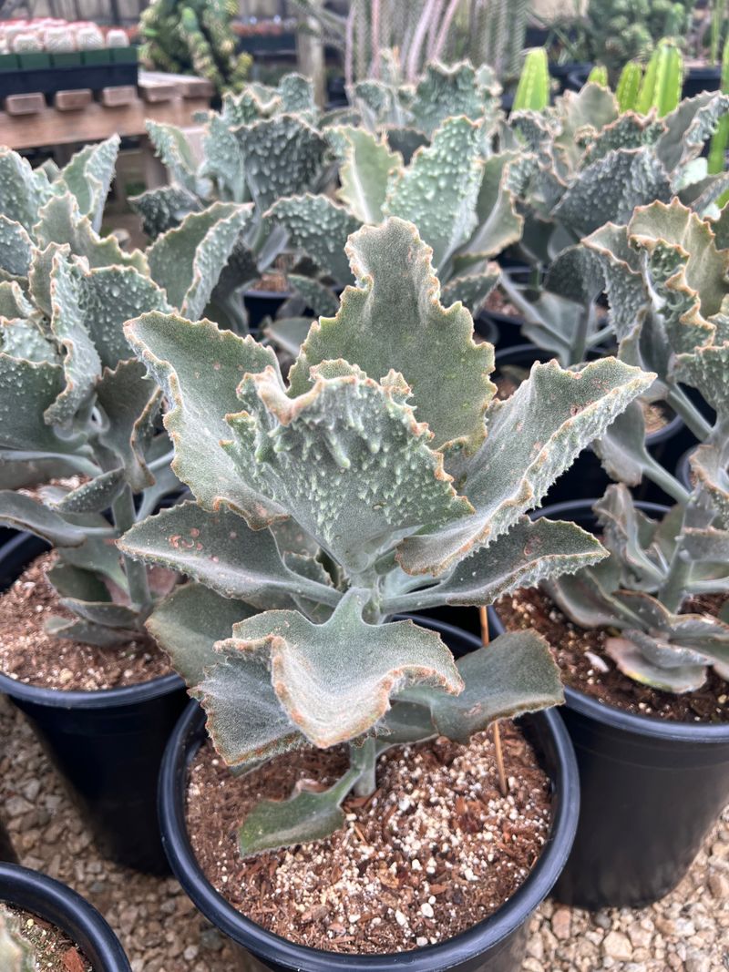 Kalanchoe Beharensis