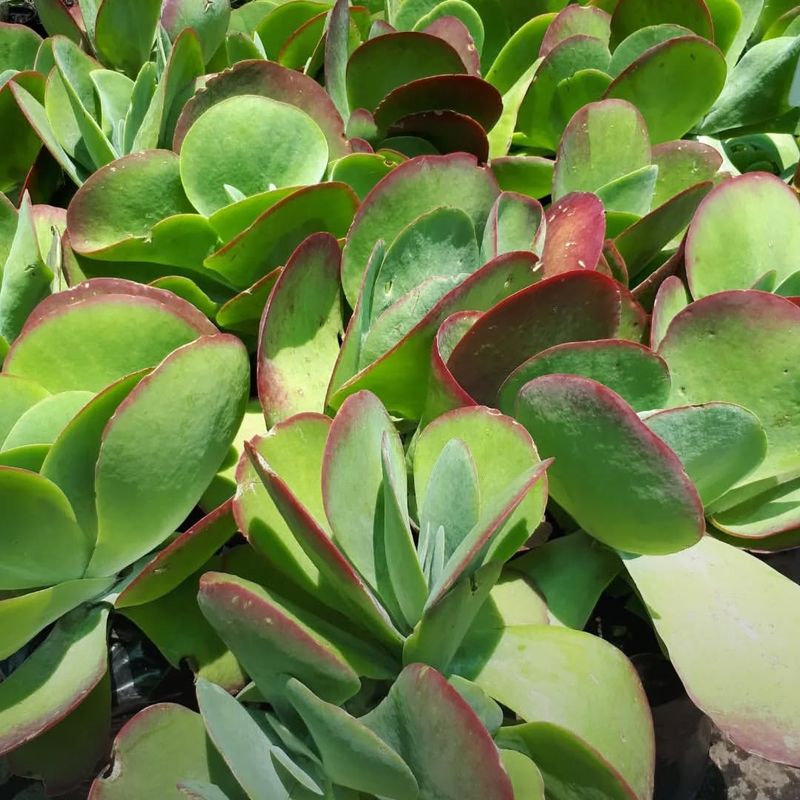 Kalanchoe Thyrsiflora