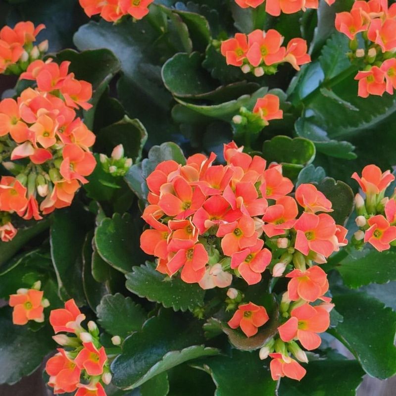 Kalanchoe