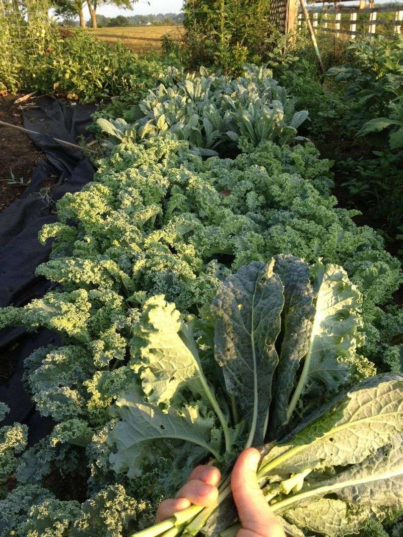 Kale