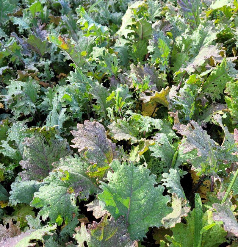 Kale