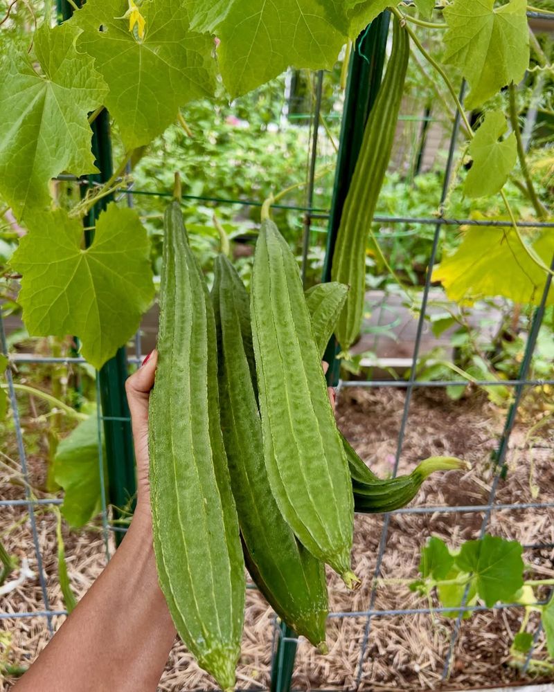 Loofah Gourd