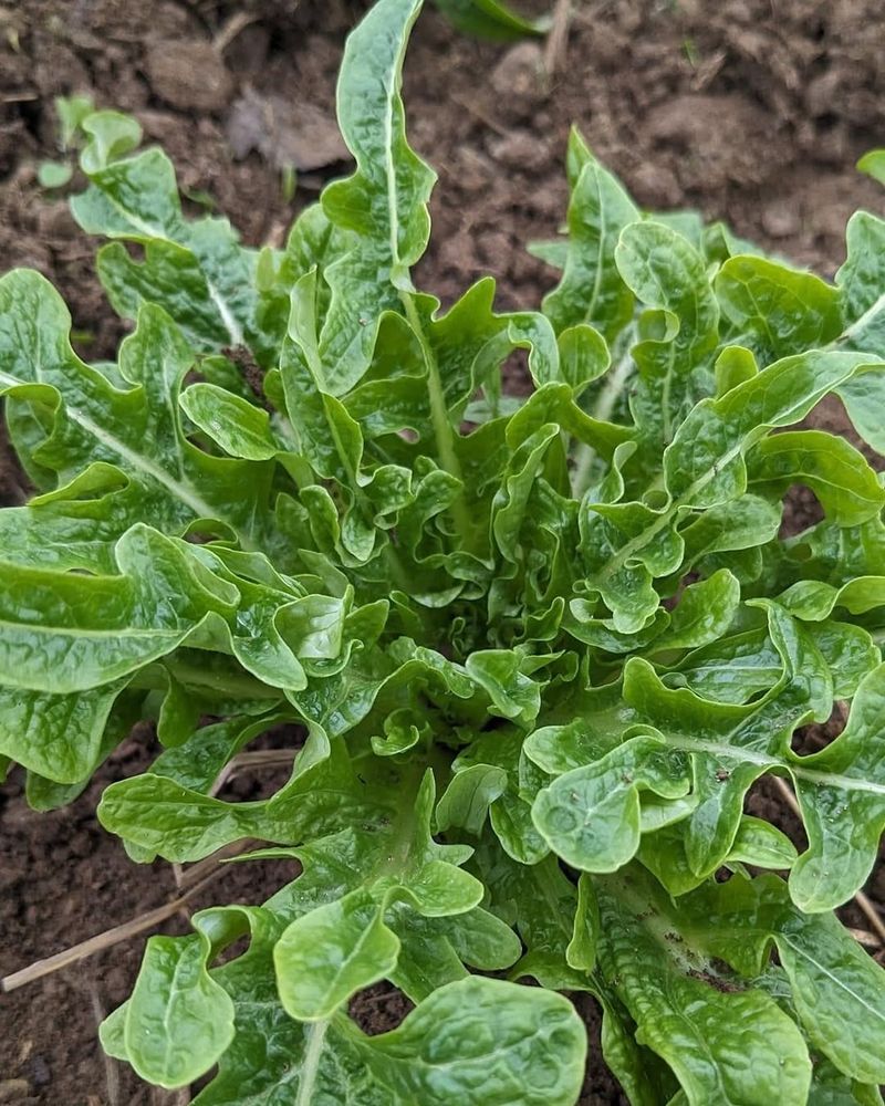 Arugula