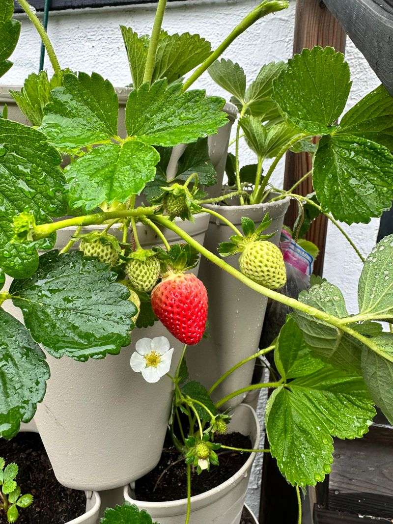 Kale and Strawberries