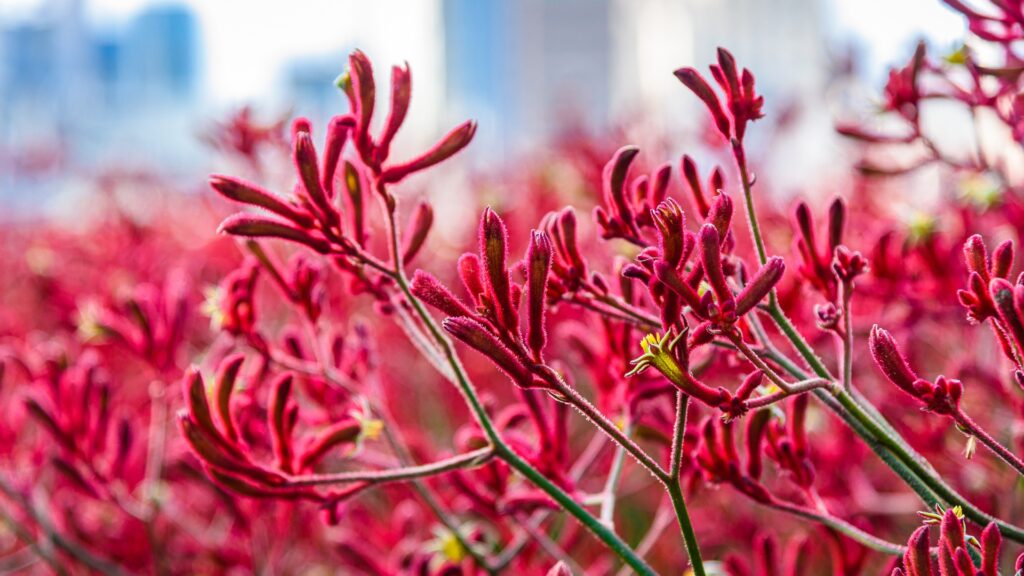 kangaroo paw