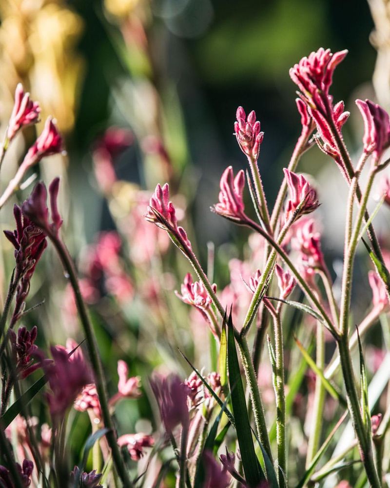 Kangaroo Paw Fern