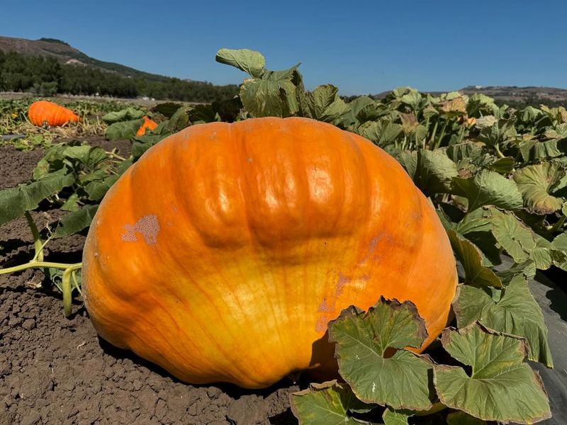 Kansas's Gigantic Pumpkin