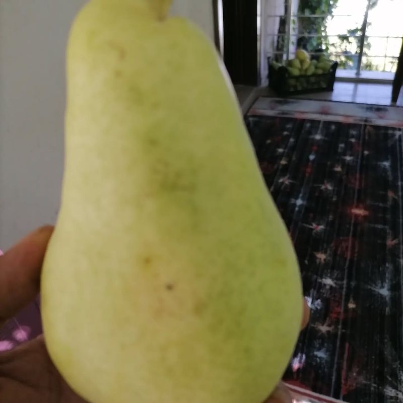 Kansas - Large Pear