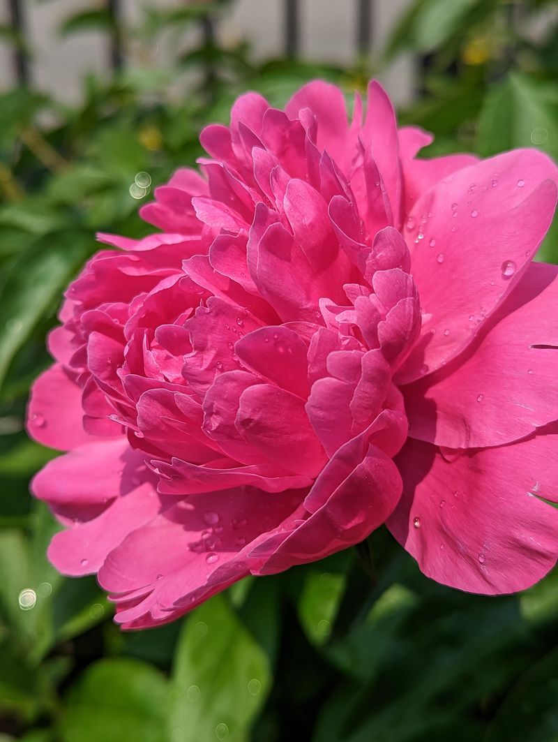 Kansas Peony