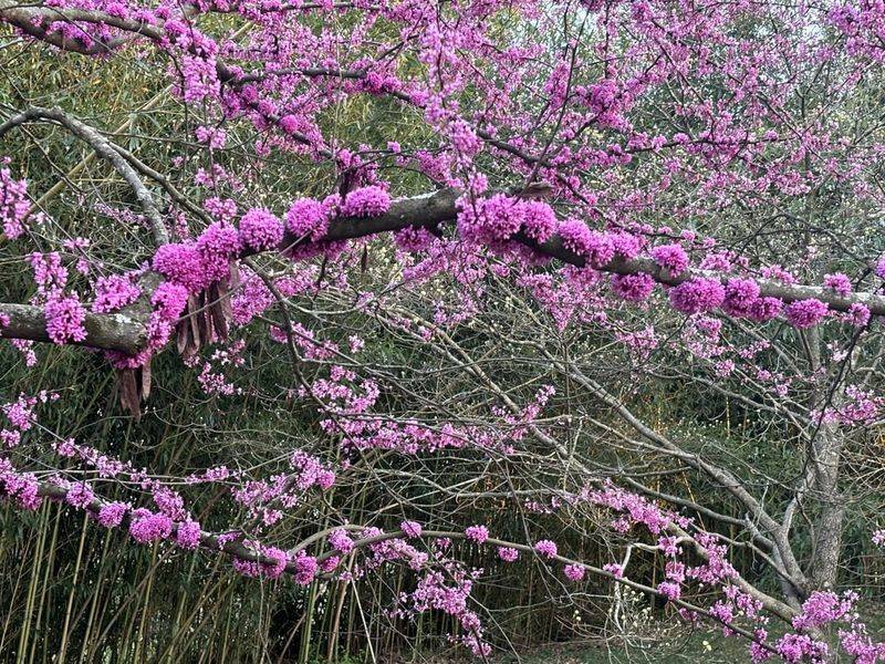 Kansas Redbud