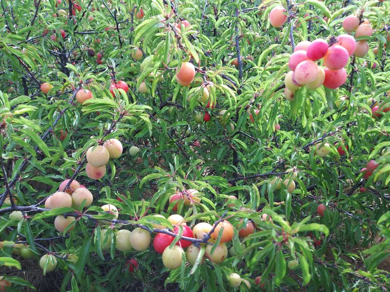 Kansas: Sandhill Plum