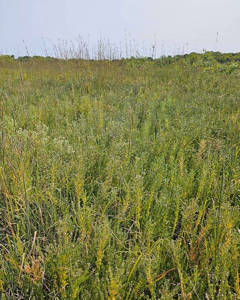 Kansas: Sericea Lespedeza