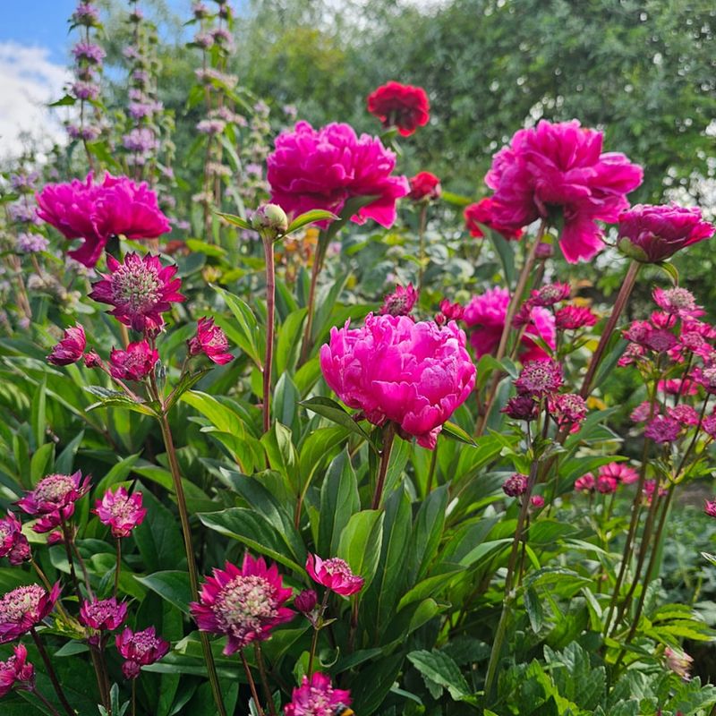 Karl Rosenfield Peony