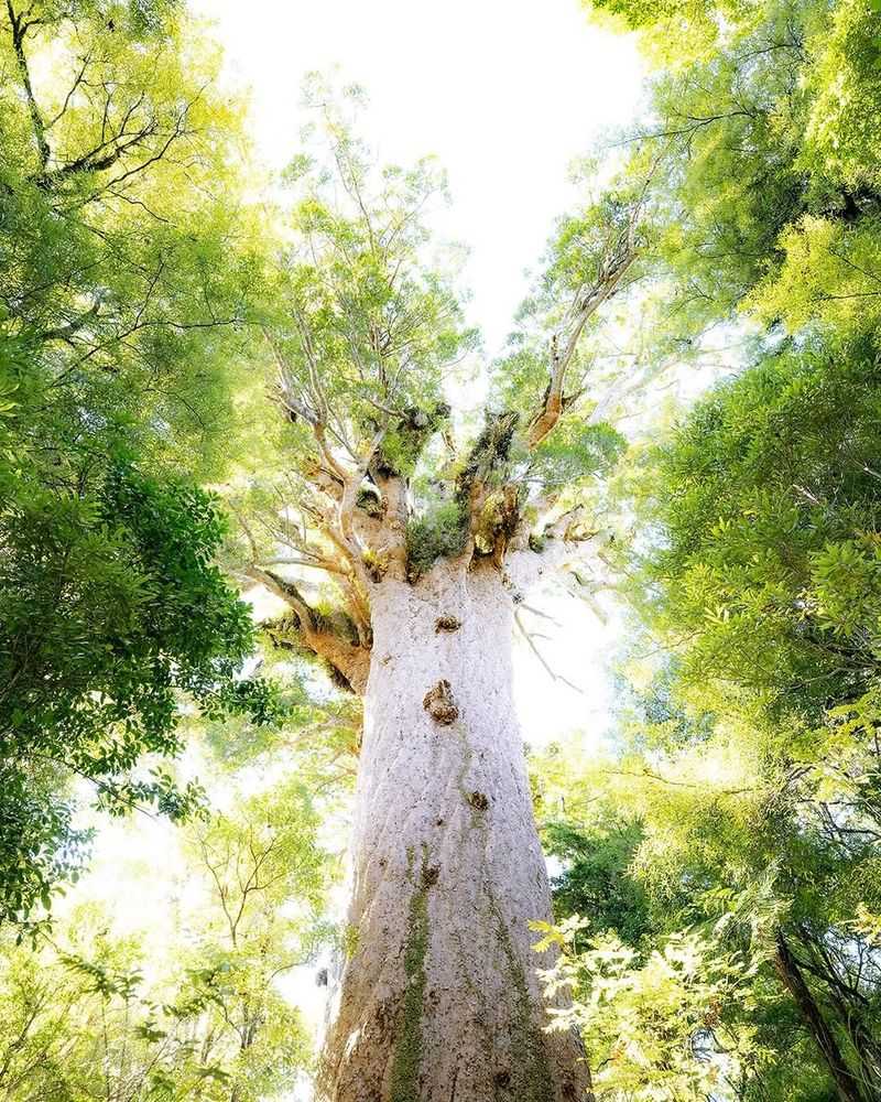 Kauri Tree