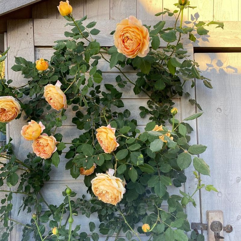 Keep Roses Well Ventilated