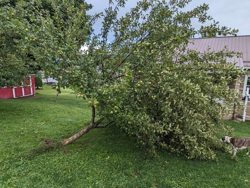 Keep the Tree Away from High Winds