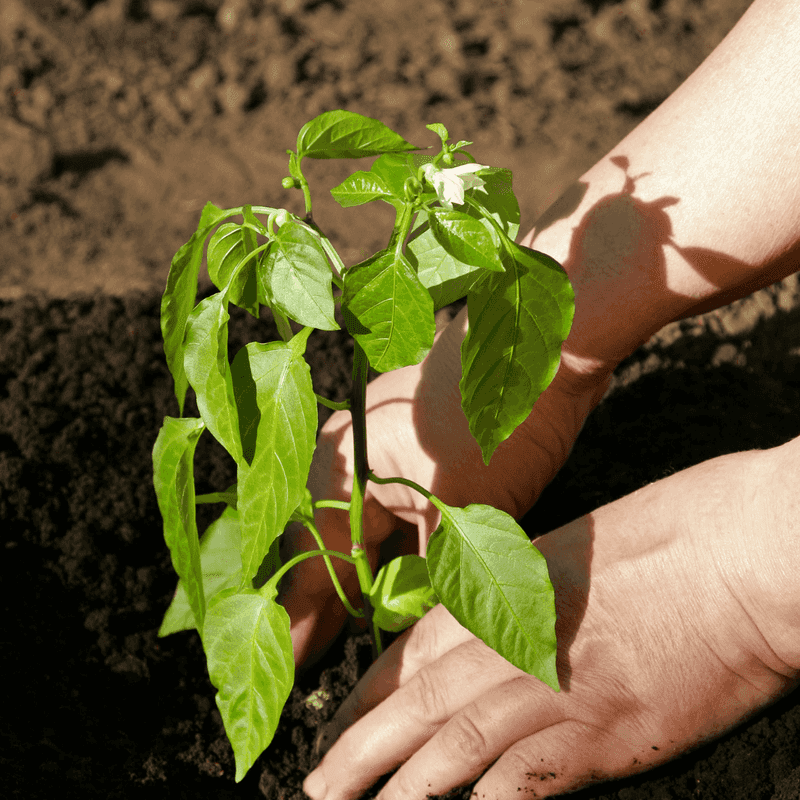 Keep the plant consistently moist