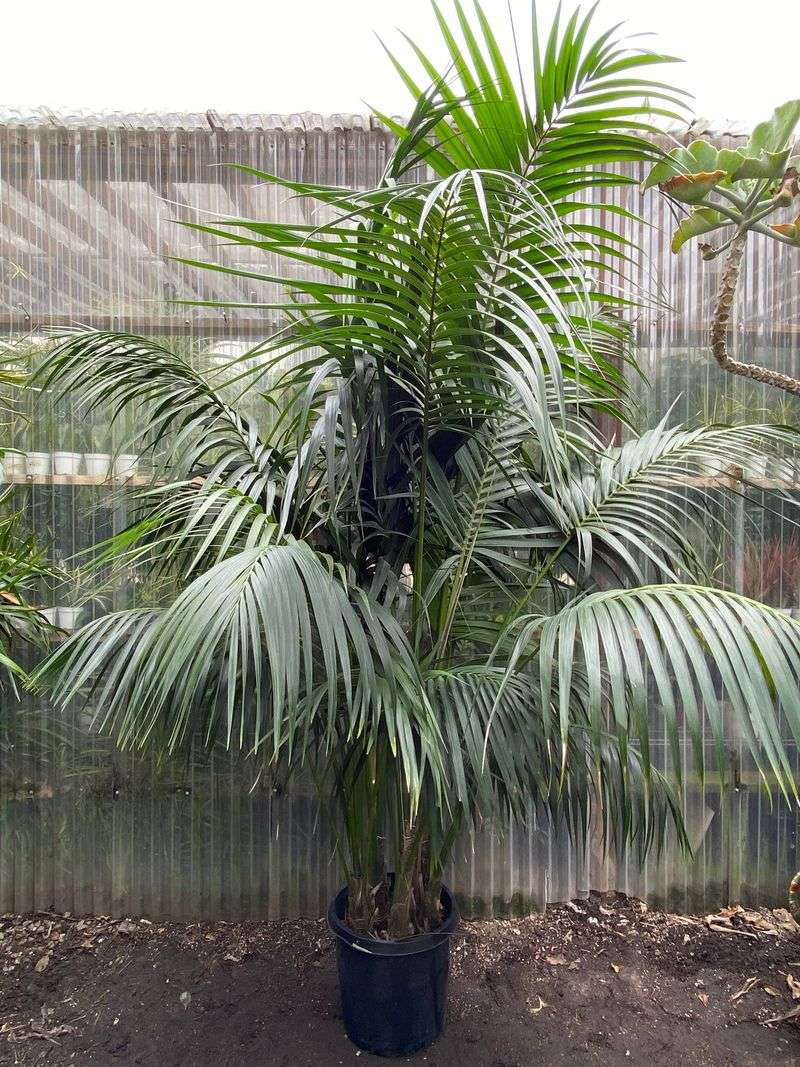 Kentia Palm