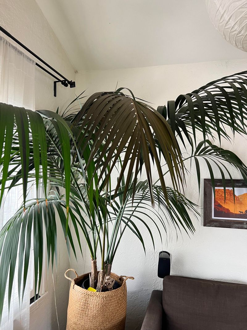 Kentia Palm