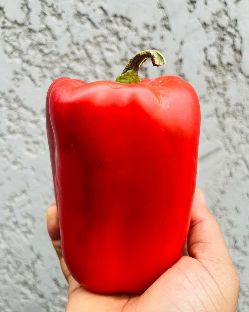 Kentucky's Huge Bell Pepper