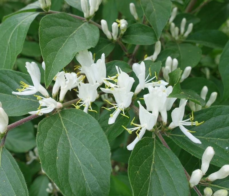 Kentucky: Amur Honeysuckle