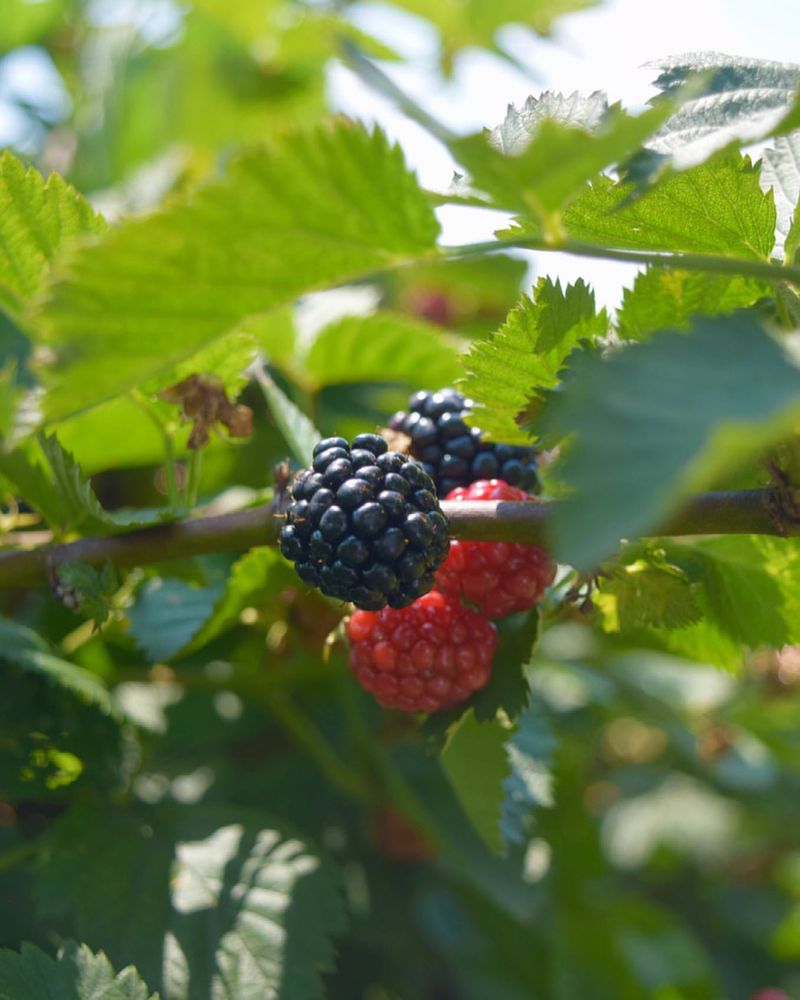 Kentucky: Blackberry