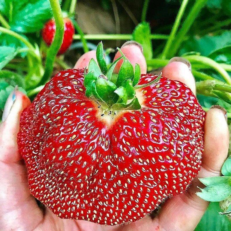 Kentucky - Giant Strawberry