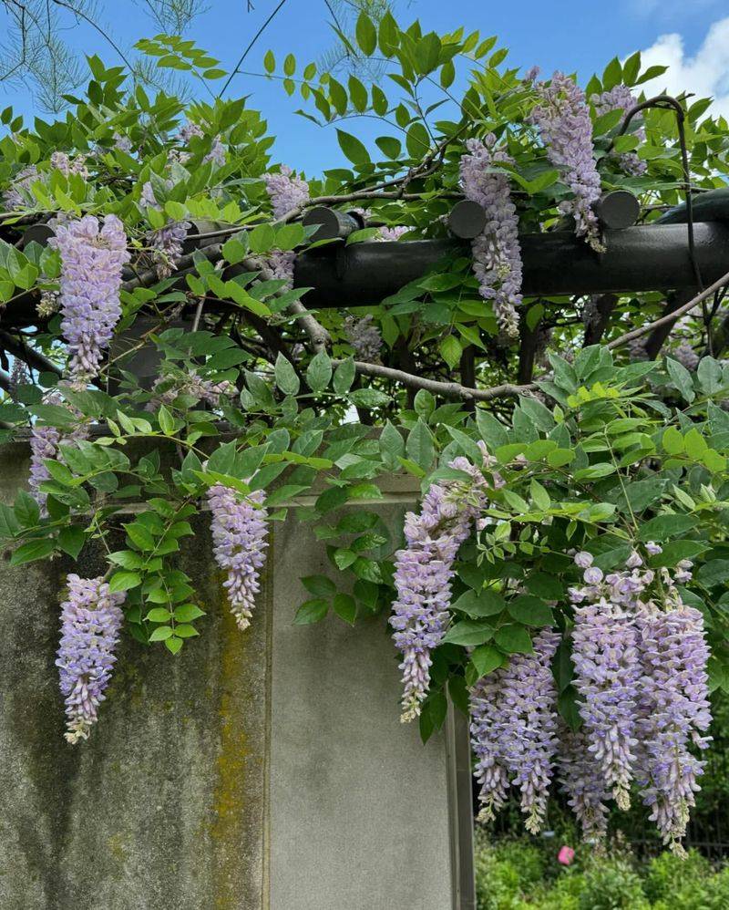 Kentucky Wisteria