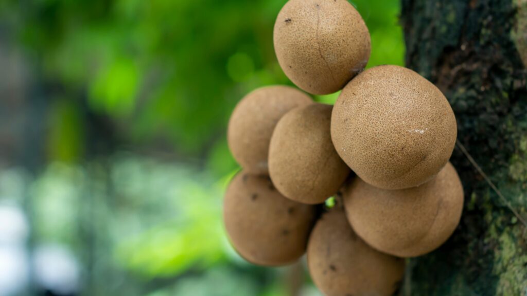 Kepel fruits or burahol (Stelechocarpus burahol), on the tree trunk, selected focus