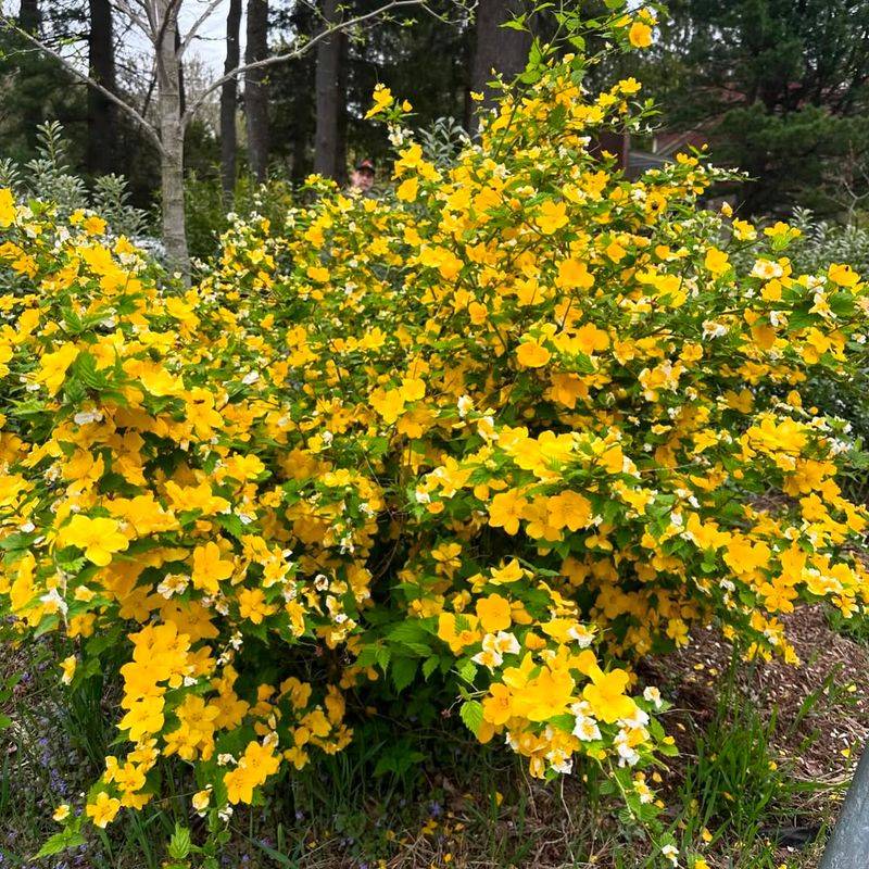 Kerria japonica